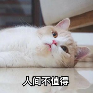 ​猫咪知道自己快死的表现（猫咪会知道自己要死了吗）