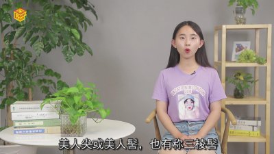 ​美人尖是什么