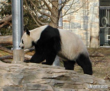 ​大熊猫有哪些特点和外观（大熊猫的生活习性大盘点）