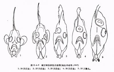 ​比目鱼天生双眼就长在一侧吗（为什么比目鱼眼睛在一侧）