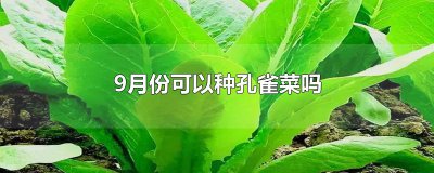 ​9月份可以种孔雀菜吗