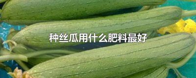 ​种丝瓜用什么肥料最好