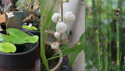 ​水生盆栽植物品种名称及图片（6种小众的盆栽水生植物）