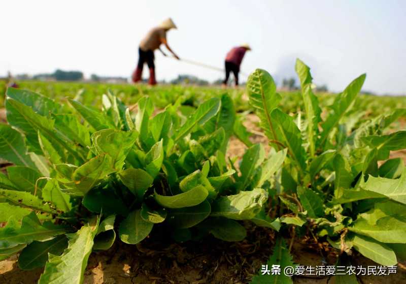 高校天后迅雷下载(高校天后迅雷下载：如何在高校中安全快速地下载迅雷？)