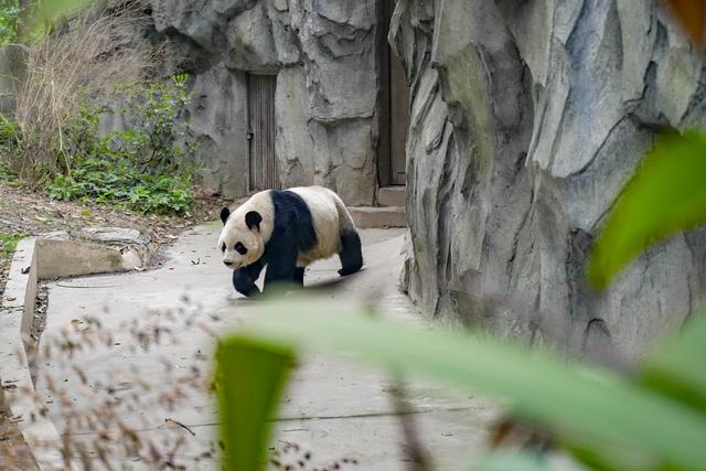 成都大熊猫打卡圣地（离成都市区最近的大熊猫基地）(3)