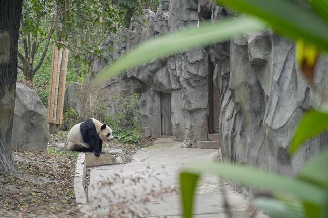 成都大熊猫打卡圣地（离成都市区最近的大熊猫基地）(6)