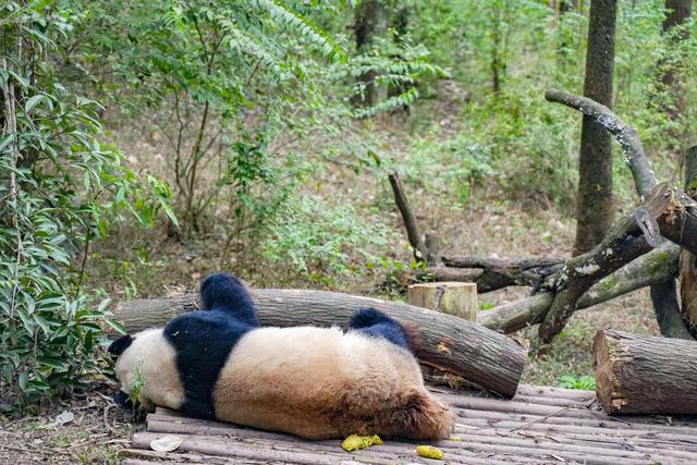 成都大熊猫打卡圣地（离成都市区最近的大熊猫基地）(5)