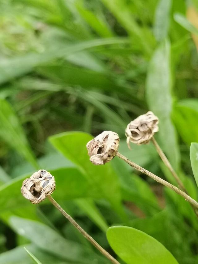 红袖添香优美散文（散文美人有骨）(6)