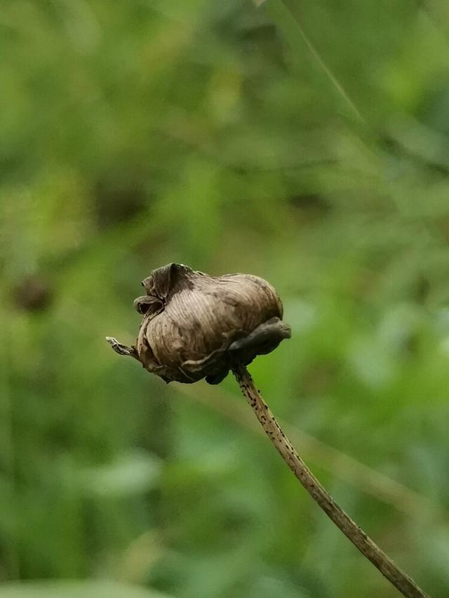 红袖添香优美散文（散文美人有骨）(2)