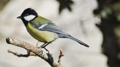 ​红子鸟哪种最好 这几种鸟很容易搞混