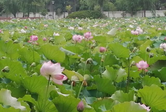 日食只可能发生在农历的什么日，日食只可能发生在农历的什么日？图3