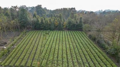 ​金丝楠木树苗种植技术和管理（金丝楠木树苗种植）