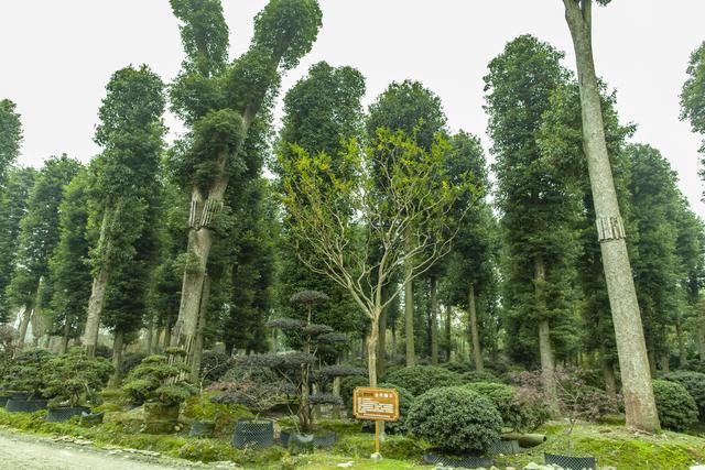 金丝楠木树苗种植技术和管理（金丝楠木树苗种植）(2)