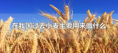 ​在我国过去小麦主要用来做什么（小麦用来生产什么）