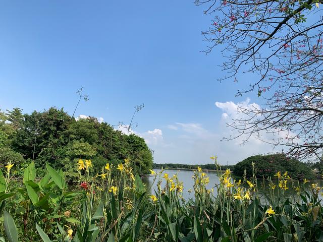 广州游玩景区 海珠湖（广州国庆假期一日游）(11)