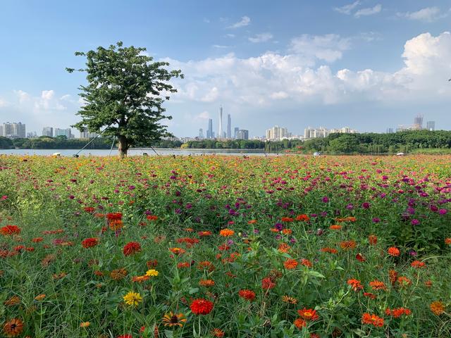 广州游玩景区 海珠湖（广州国庆假期一日游）(24)