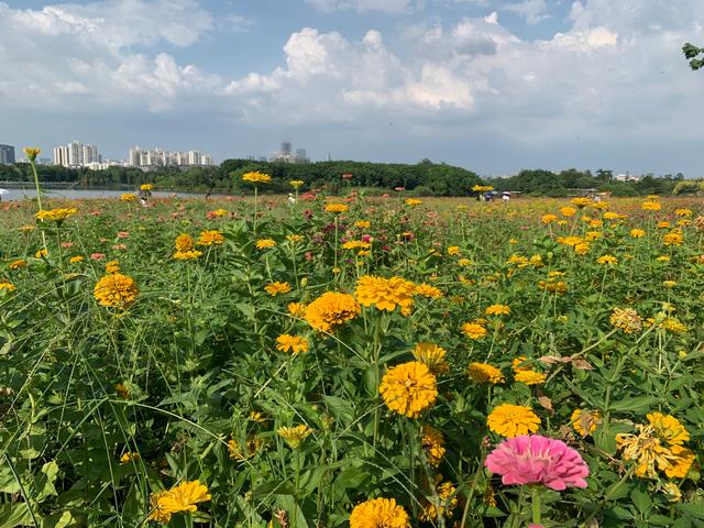 广州游玩景区 海珠湖（广州国庆假期一日游）(23)