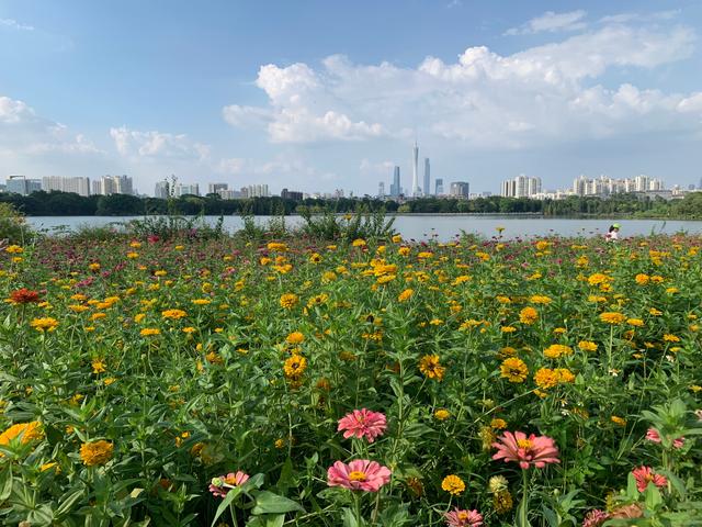 广州游玩景区 海珠湖（广州国庆假期一日游）(20)