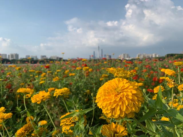 广州游玩景区 海珠湖（广州国庆假期一日游）(26)