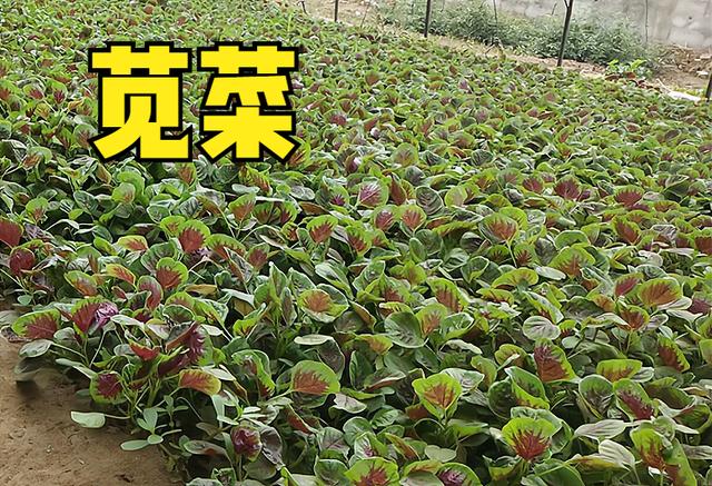 现在这个季节种植什么蔬菜最好（这10种蔬菜可以种植）(6)