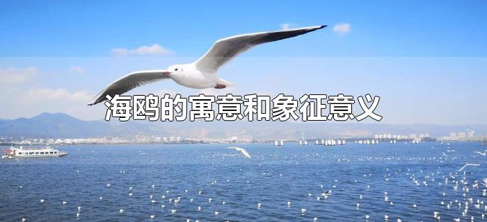 海鸥的寓意和象征意义