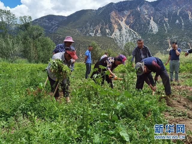 云南红皮土豆好吗（四川种出可生吃土豆是真的吗）(3)