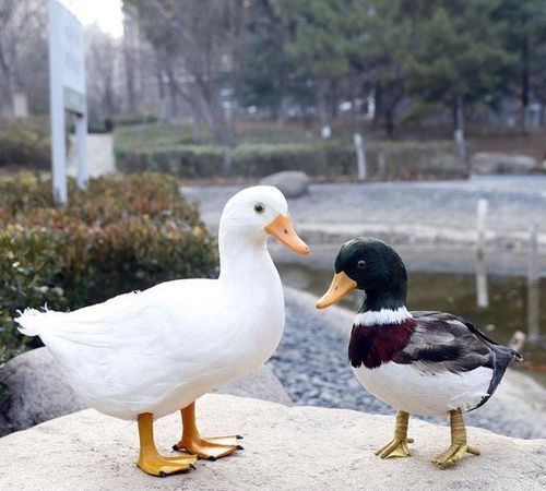 像鸭子一样的家禽叫什么