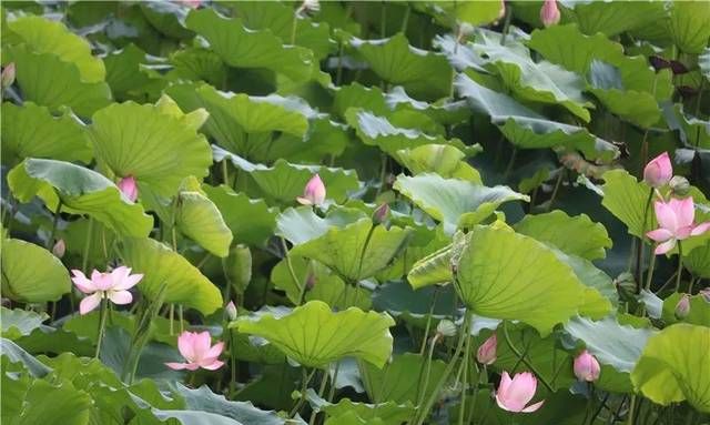 沈阳夏季是几月到几月