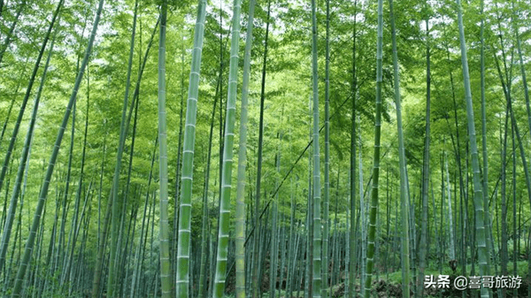 永川旅游十大必去景点(永川一日游必去的地方)