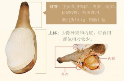 ​象拔蚌营养价值与功效(象拔蚌营养价值高吗)