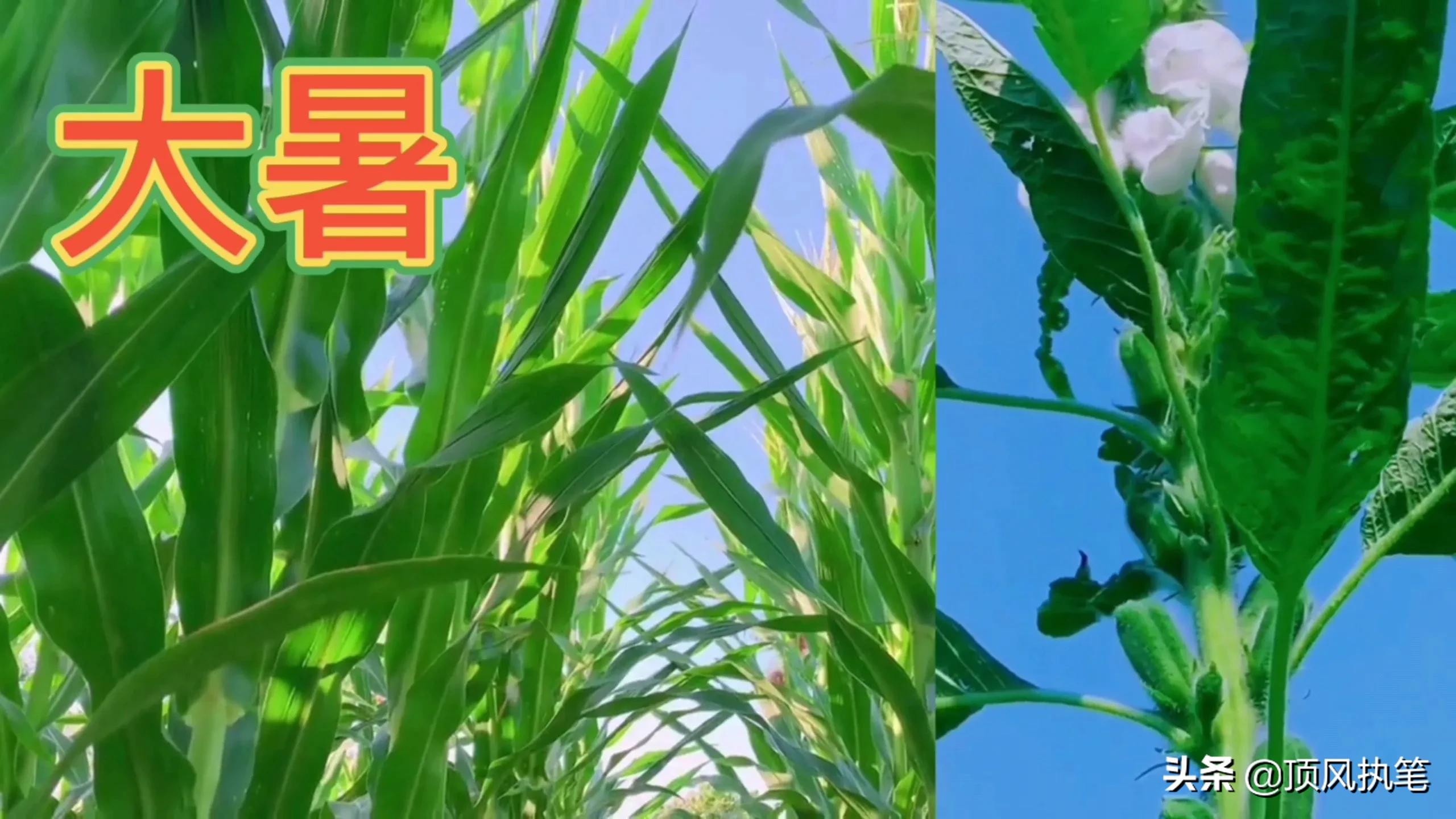 夏天的第二个节气是什么(夏天的节气有哪些)