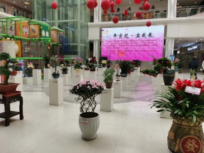 ​在郑州过新年，一定要去逛逛陈寨花卉市场