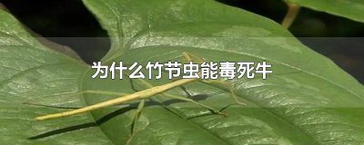 ​竹节虫吃竹子吗 牛吃了竹节虫会中毒吗