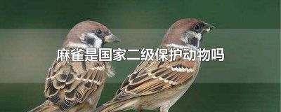 ​为什么麻雀是国家二级保护动物? 为什么麻雀是国家二级保护动物