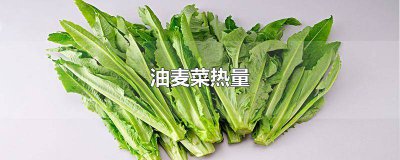 ​油麦菜热量高么 油麦菜热量高吗减肥能吃吗