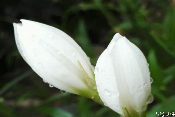 葱莲的花语是什么呢 葱莲的种植需要注意什么呢