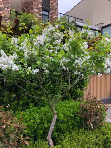 ​朔州适合养什么花，市花和市树是什么