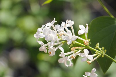 ​白城适合养什么花，市花和市树是什么