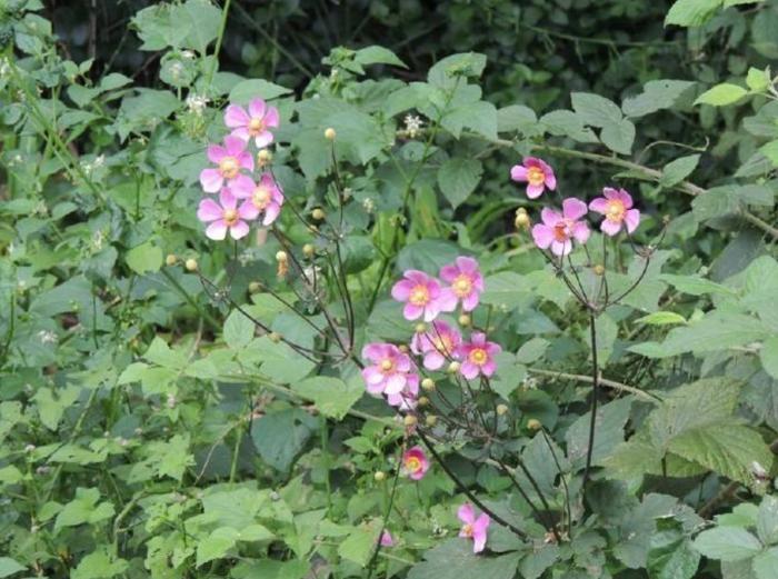 野草上长“棉花”，农村人不当回事，老中医却说它是祛风湿良药！