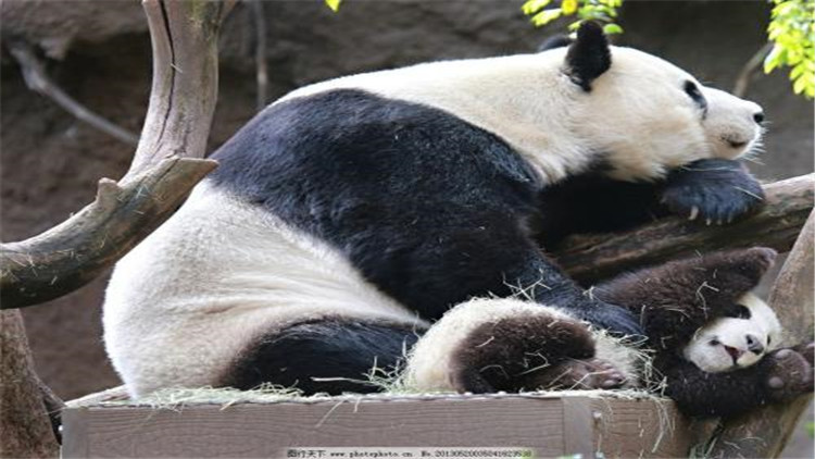 熊猫的习性有哪些（国宝大熊猫的生活习性）