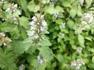 ​血枯草和夏枯草一样吗（夏枯草在农村叫什么名字）