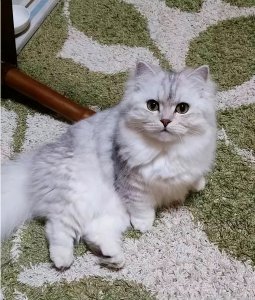 ​矮脚猫建议养吗（矮脚猫为什么不能养）