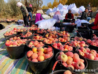 ​新疆产的苹果叫什么（苹果原产地是哪里）