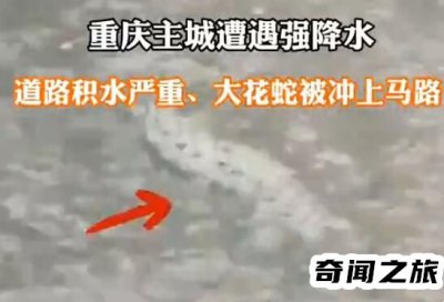 ​直击重庆暴雨袭城（一条大花蛇被暴雨冲到马路中间）