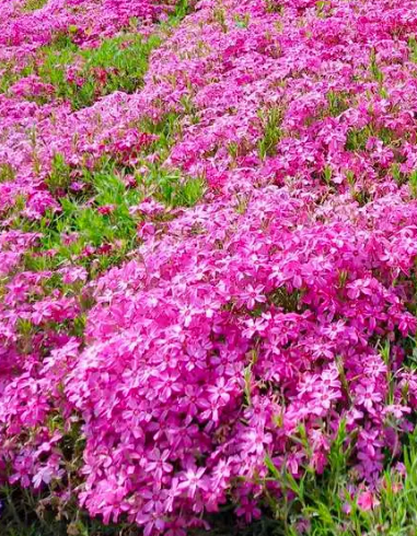 北方适宜庭院种植的耐寒花（适合北方庭院种植的花卉）(图2)