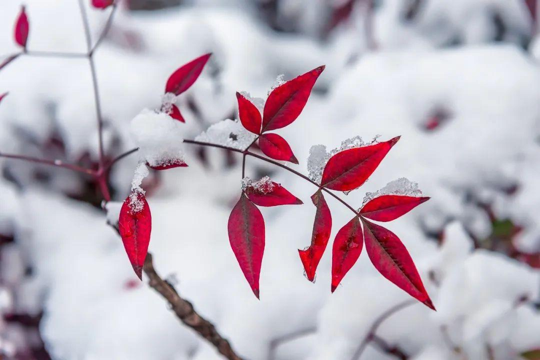 形容冬雪美丽的诗句（描写冬雪的诗句大全）(图8)