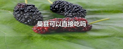 ​桑葚可以直接吃吗