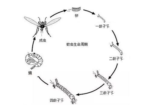 1118b里长蛆事件视频，1118视频在哪有,本文共（2113字）