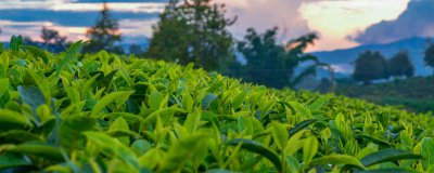 ​倚邦普洱茶特点