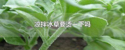 ​凉拌冰草要烫一下吗